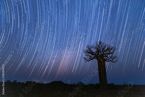 Star trail over baobab tree at night
