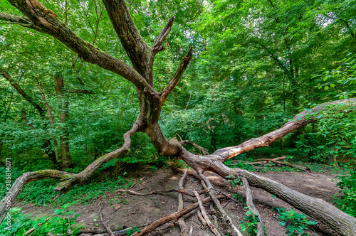 Umgest  rzter Baum auf einer Lichtung