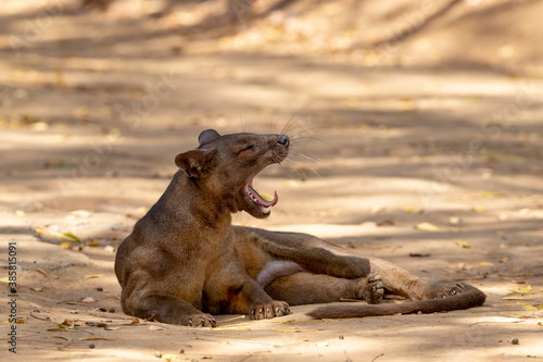 Fossa relaxing on ground in Kirindy Mitea National Park photo