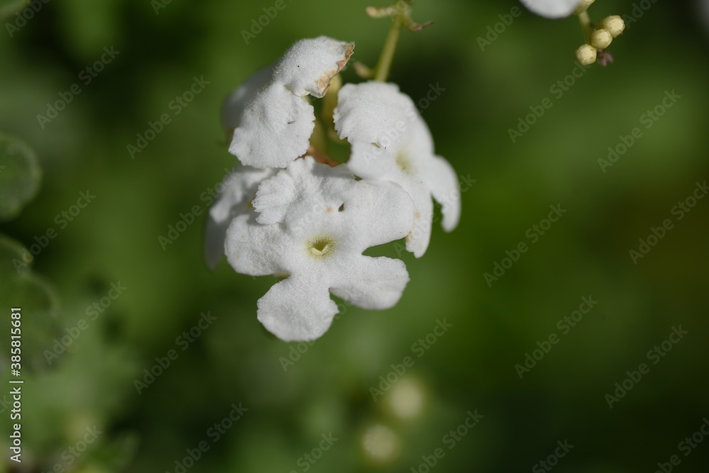 Duranta repens 'Alba' (White sky flower) / Verbenaceae evergreen shrub. Duranta repens 'Alba' (White sky flower) / Verbenaceae evergreen shrub.