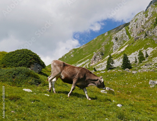 mucca che bruca in un alpeggio di montagna in estate © tiziana