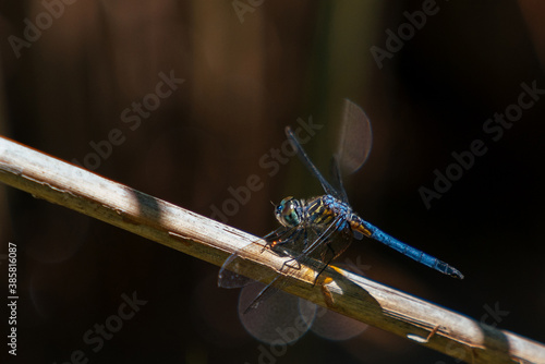 Close up of dragonfly in Congaree National Park photo