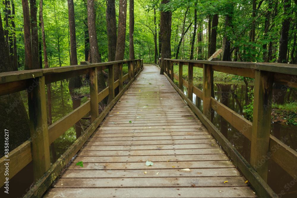 View of boardwalk passing through forest in Congaree National Park View of boardwalk passing through forest in Congaree National Park