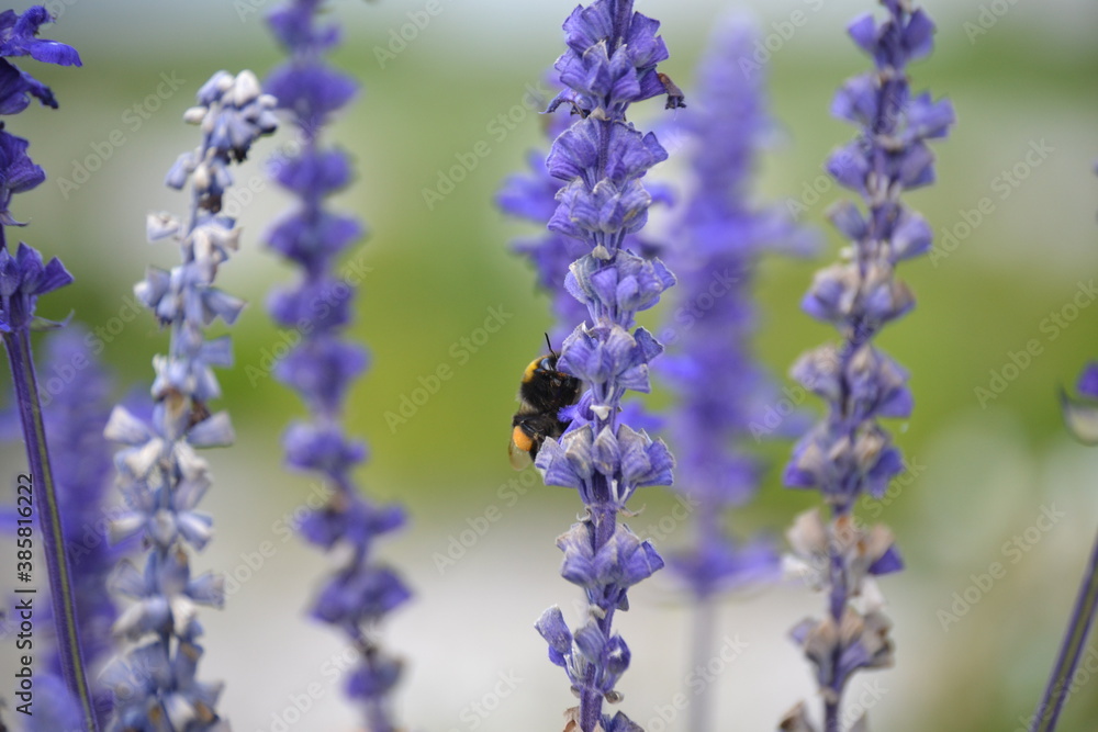 lavendel, blume, lila, natur, blume, pflanze, garden, feld, sommer, veilchen, frühling, green, gewürze, lavendel, blühen, floral, aroma, blau, provence, makro, aufblühen, schön, schönheit, auflösungsz lavendel, blume, lila, natur, blume, pflanze, garden, feld, sommer, veilchen, frühling, green, gewürze, lavendel, blühen, floral, aroma, blau, provence, makro, aufblühen, schön, schönheit, auflösungsz