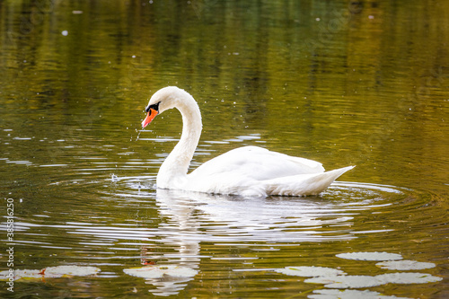 Close up of swan swimming in pond