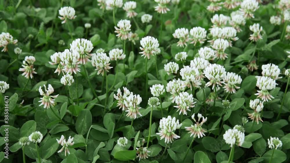 white clover flowers. Dutch clover on lawn in spring or summer garden. floral background. Blooming ecology nature landscape white clover flowers. Dutch clover on lawn in spring or summer garden. floral background. Blooming ecology nature landscape