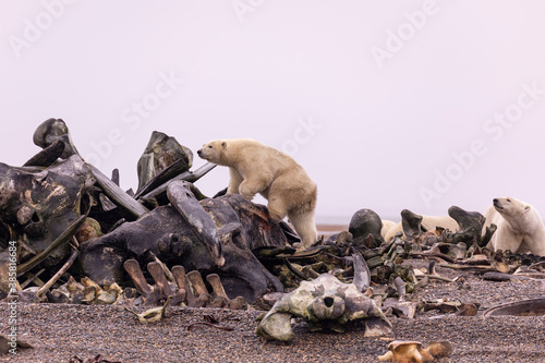 View of polar bear on whale bone pile looking for food photo