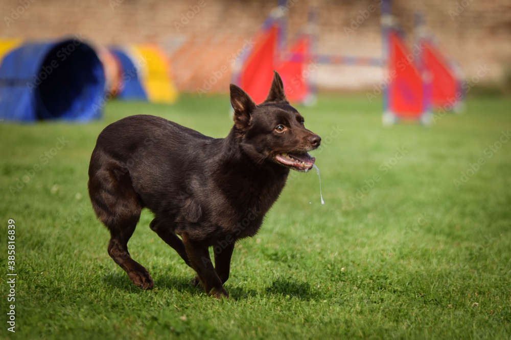 Kelpie is jumping over the hurdles. Amazing day on czech agility privat training Kelpie is jumping over the hurdles. Amazing day on czech agility privat training