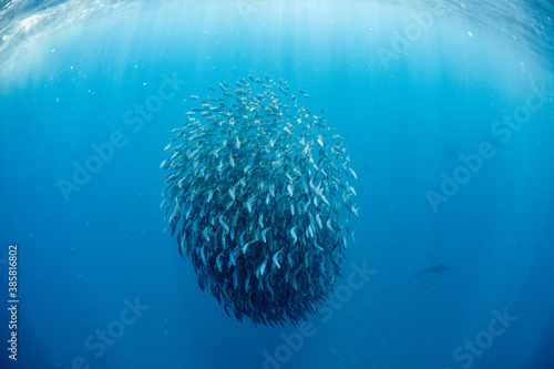 Close up of sardine bait ball photo