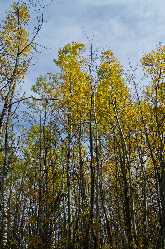 Fototapeta premium Autumn Trees at Elk Island National Park