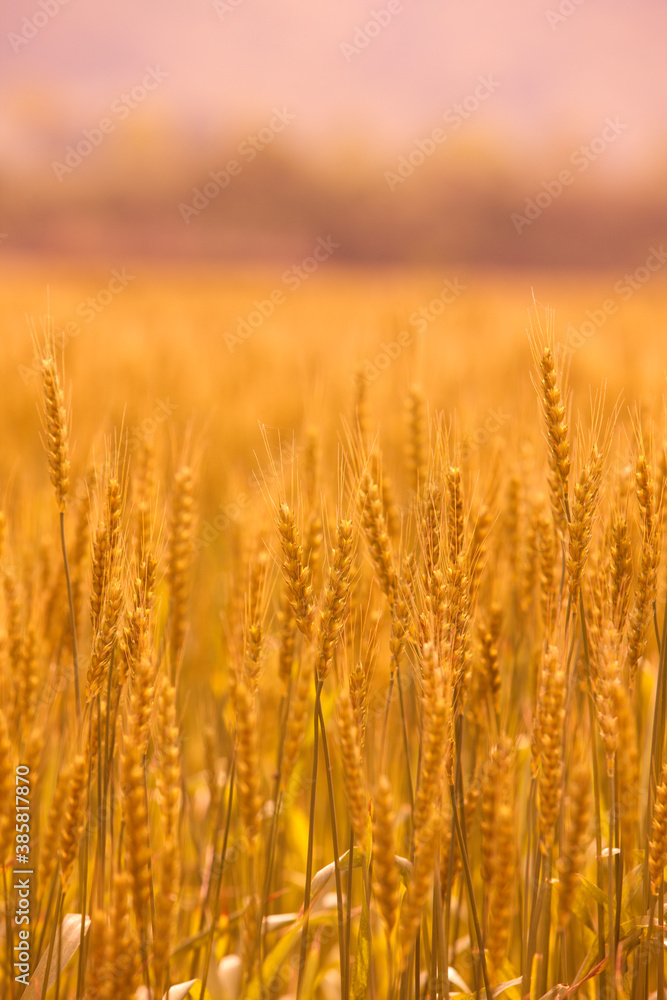 小麦畑 小麦畑