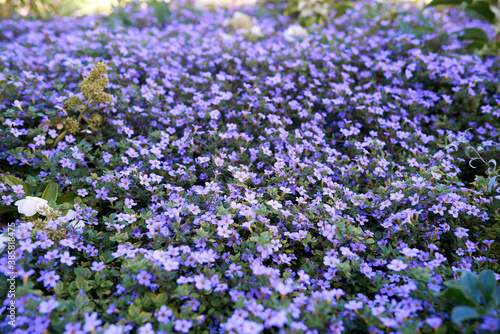 Lilac bacopa flowers in flowerbed. Copy space. Selective focus, bokeh, blur photo
