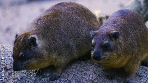 Two Rock hyraxes looking down from a rock opening his mouth.