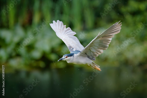 Black-crowned Night Heron (Nycticorax nycticorax) flying over a small lake © henk bogaard