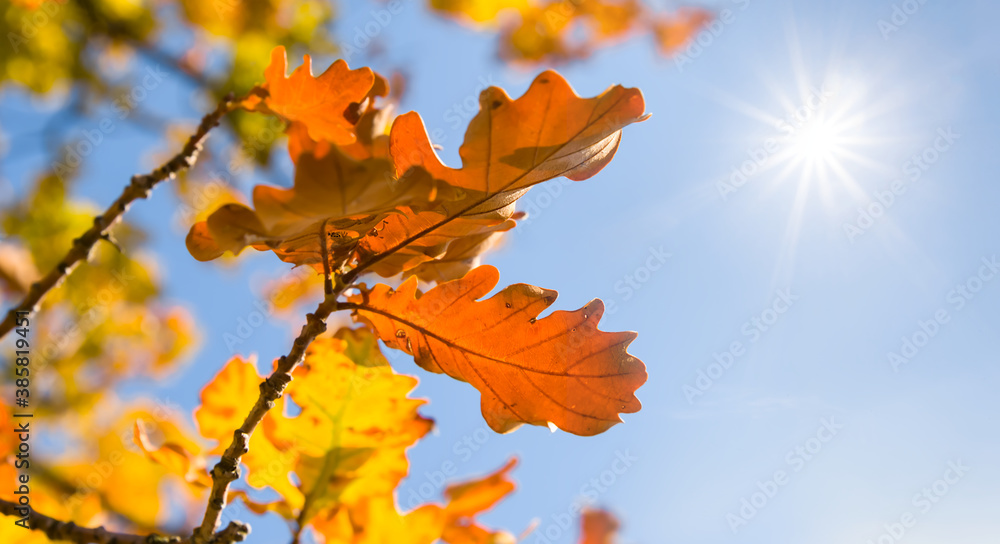 closeup red oak tree branch on a blue sky background in a light of sun closeup red oak tree branch on a blue sky background in a light of sun