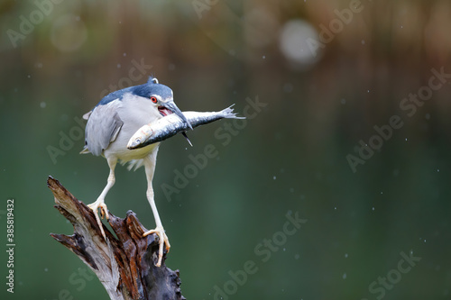 Bild auf Leinwand Black-crowned Night Heron (Nycticorax nycticorax) on a branch eating a big fish