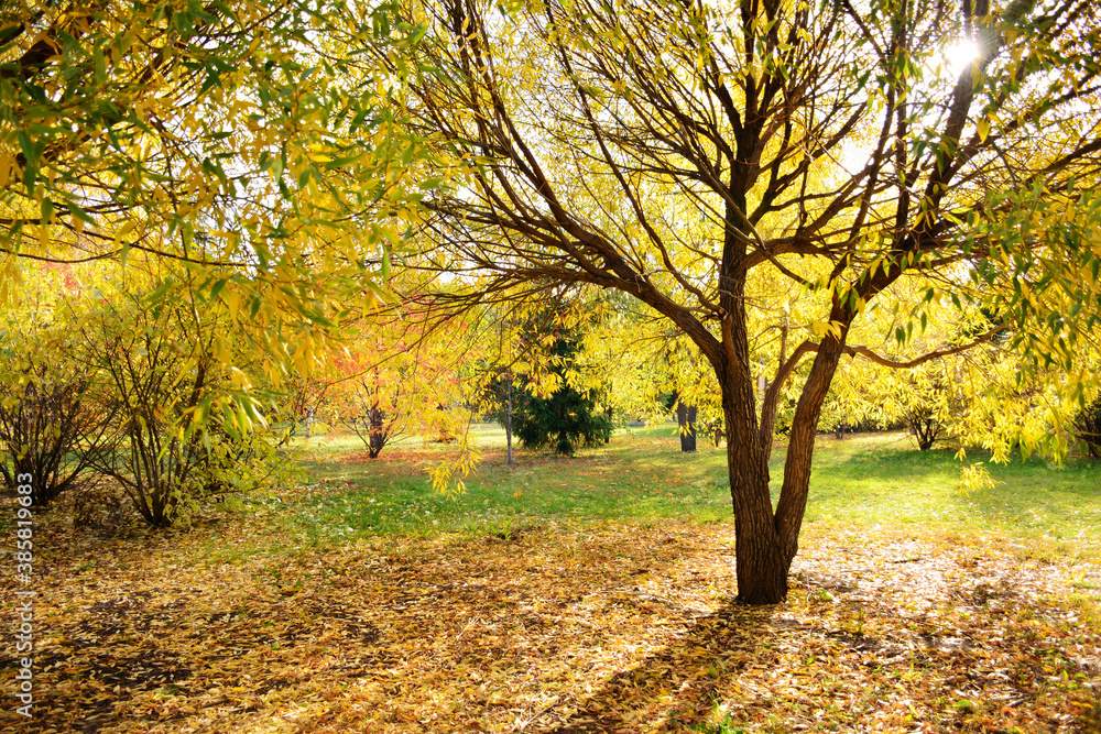 Golden autumn scenery with willows, horizontal background