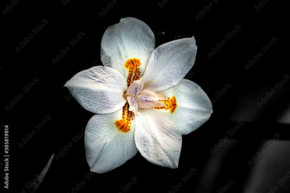 Obraz premium flor orquídea 