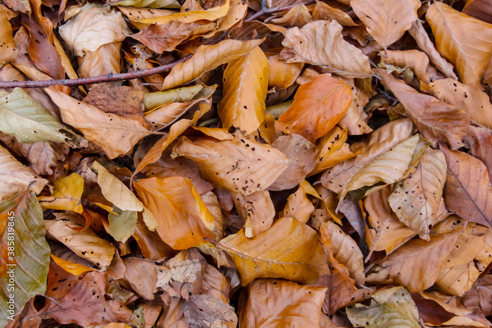 closeup heap of dry beech leaves, outdoor natural background closeup heap of dry beech leaves, outdoor natural background