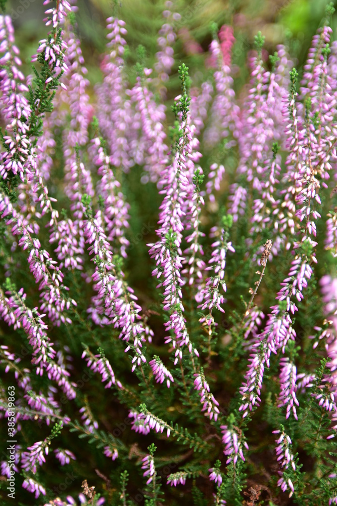 A pink heather shrub on a heather field in late summer. A pink heather shrub on a heather field in late summer.
