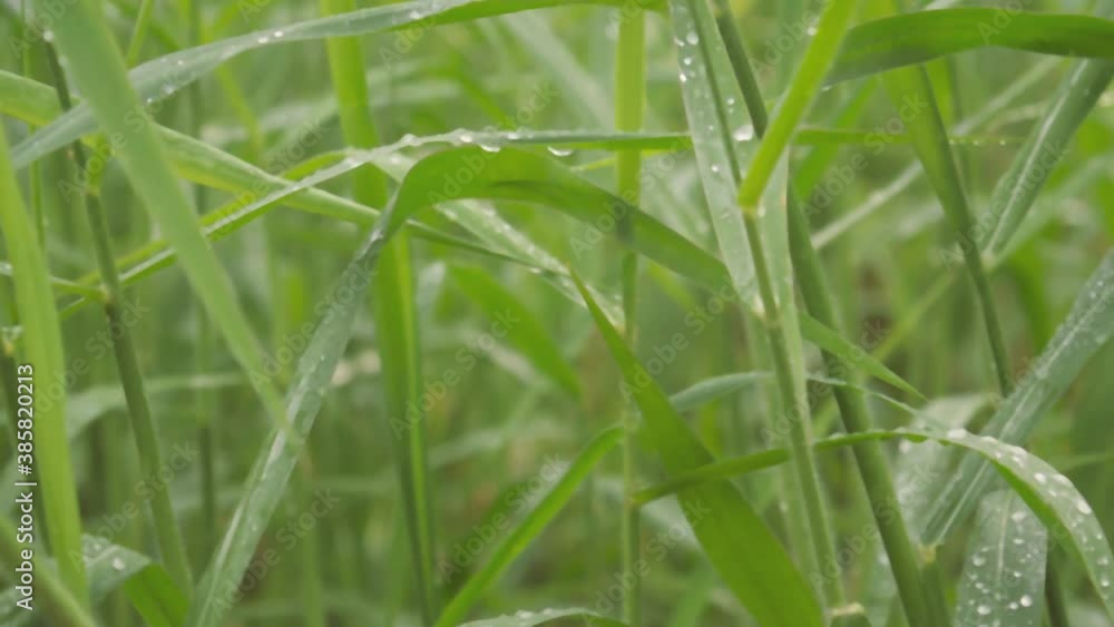 Raindrops on leaf. Monsoon dew droplets of water on grass crop plant. Rural scene in agricultural field lawn meadow. Beauty in nature abstract background video footage. Rainyday sound Audio Available. Raindrops on leaf. Monsoon dew droplets of water on grass crop plant. Rural scene in agricultural field lawn meadow. Beauty in nature abstract background video footage. Rainyday sound Audio Available.