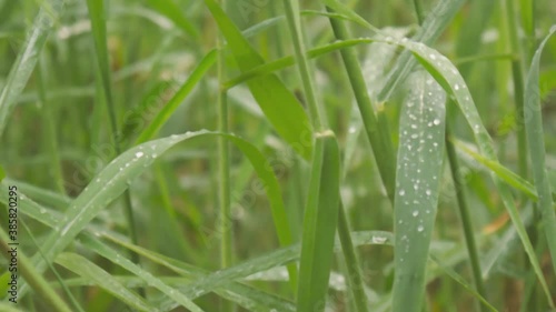Raindrops on leaf. Monsoon dew droplet of water on grass crop plant. Rural scene in agricultural field lawn meadow. Beauty in nature abstract background video footage. Rainyday sound Audio Available.