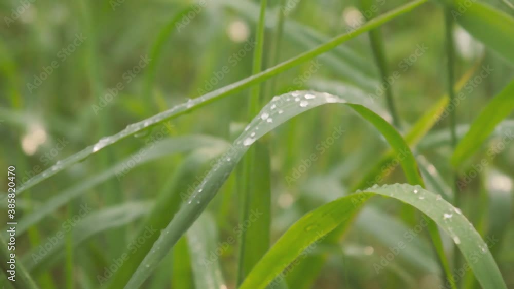 Falling Monsoon Rain on Green Plant leaf. Drenched in rain. Water dew droplets on blade of grass. Beautiful rainy season, Nature background design video footage. Rainy thunder sound Audio Available. Falling Monsoon Rain on Green Plant leaf. Drenched in rain. Water dew droplets on blade of grass. Beautiful rainy season, Nature background design video footage. Rainy thunder sound Audio Available.
