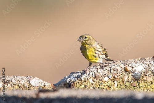 Küçük iskete » Serinus serinus » European Serin photo