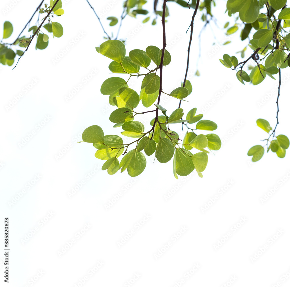 The branch of the Apta tree against white background, which has symbolic importance on the occasion of Dussehra festival. The branch of the Apta tree against white background, which has symbolic importance on the occasion of Dussehra festival.