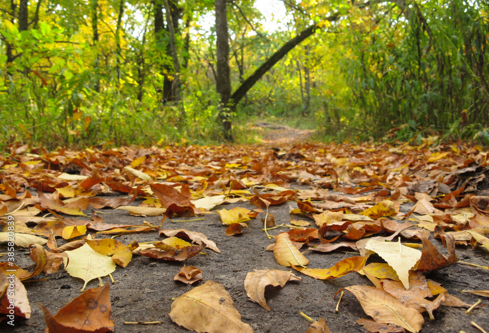 forest glade covered by a dry red leaves, autumn outdoor background forest glade covered by a dry red leaves, autumn outdoor background