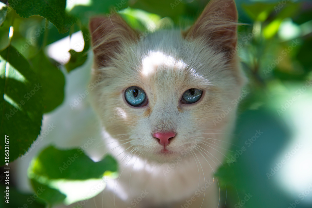 Close-up of the face of a white kitten with narrowed blue eyes in green foliage.