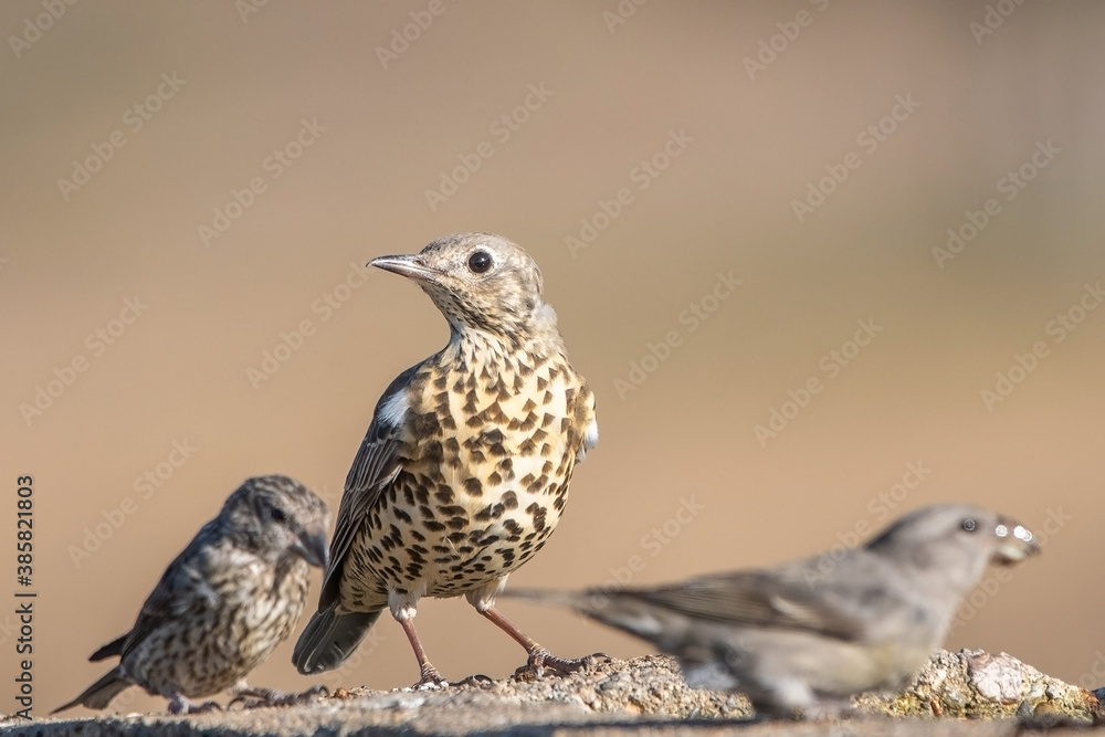 Ökse ardıcı » Turdus viscivorus » Mistle Thrush Ökse ardıcı » Turdus viscivorus » Mistle Thrush