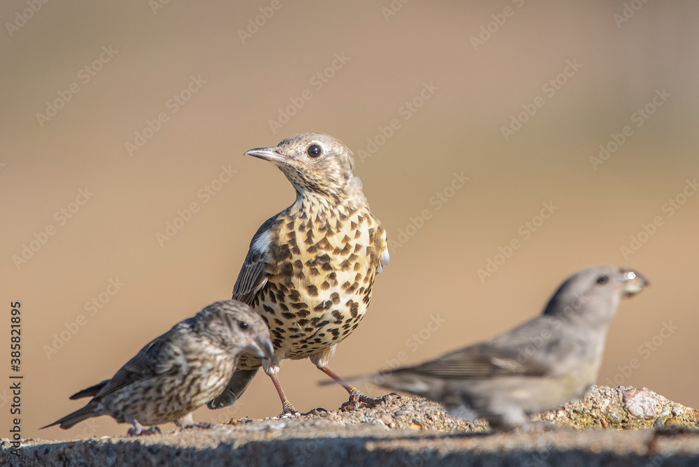 Ökse ardıcı » Turdus viscivorus » Mistle Thrush Ökse ardıcı » Turdus viscivorus » Mistle Thrush
