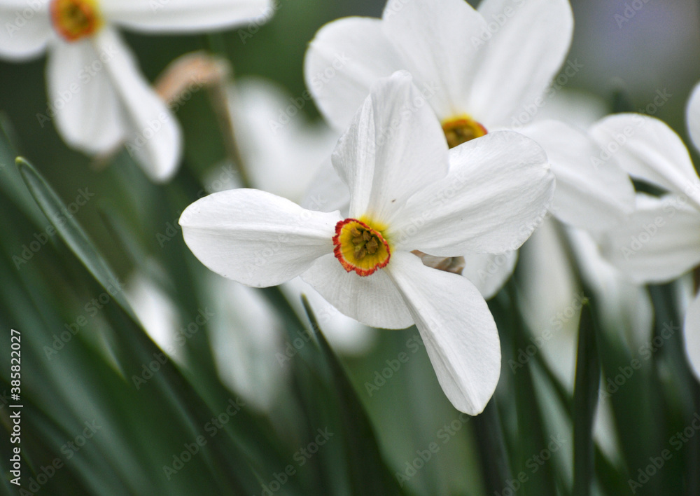 Obraz premium Narcissus (daffodils) bloom in the flowerbed.