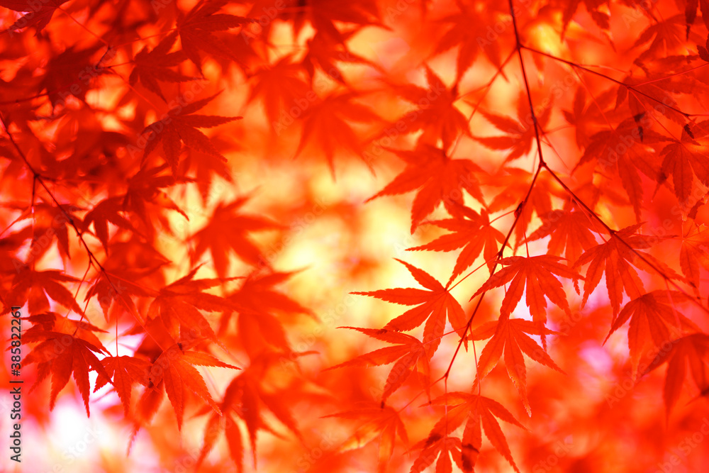 楓 楓