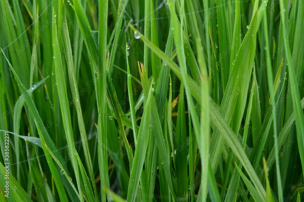 green grass background green grass background