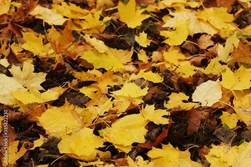 Beautiful yellow and brown leaves in the Park