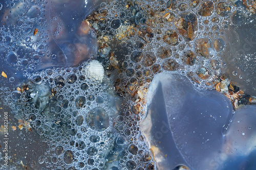 Sea life. Jellyfish.