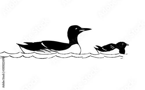 Guillemot et mergule sur l'eau.