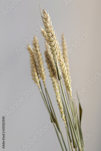 close up of ear of wheat on white background. template with dry flower