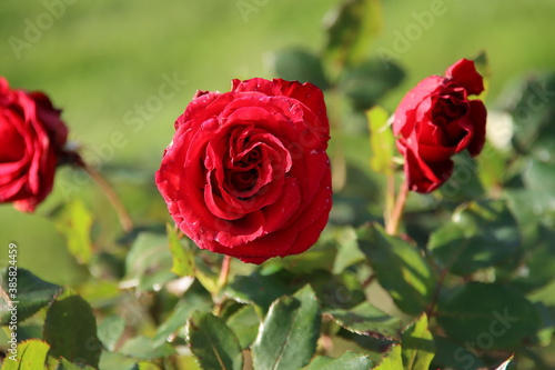 Red rose type Pride of England in the rosarium in Boskoop