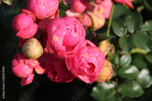 Red rose type Pomponella in the rosarium in Boskoop photo