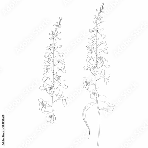 Fotobehang Hand drawn outline delphinium flower line on white background.