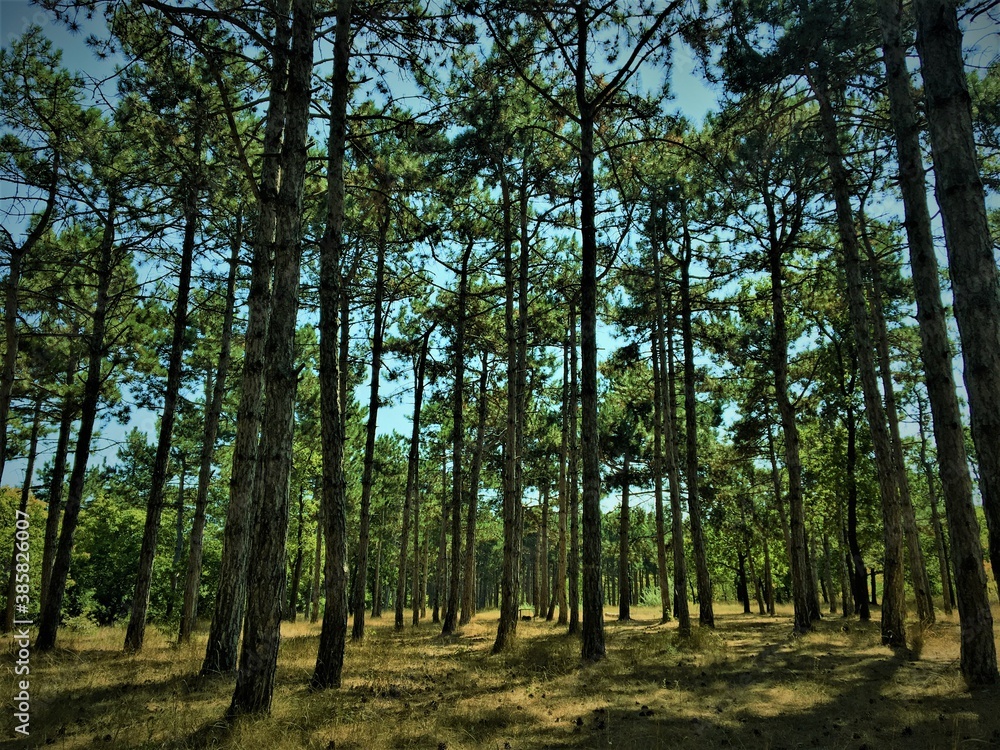 Naklejka premium trees in the woods