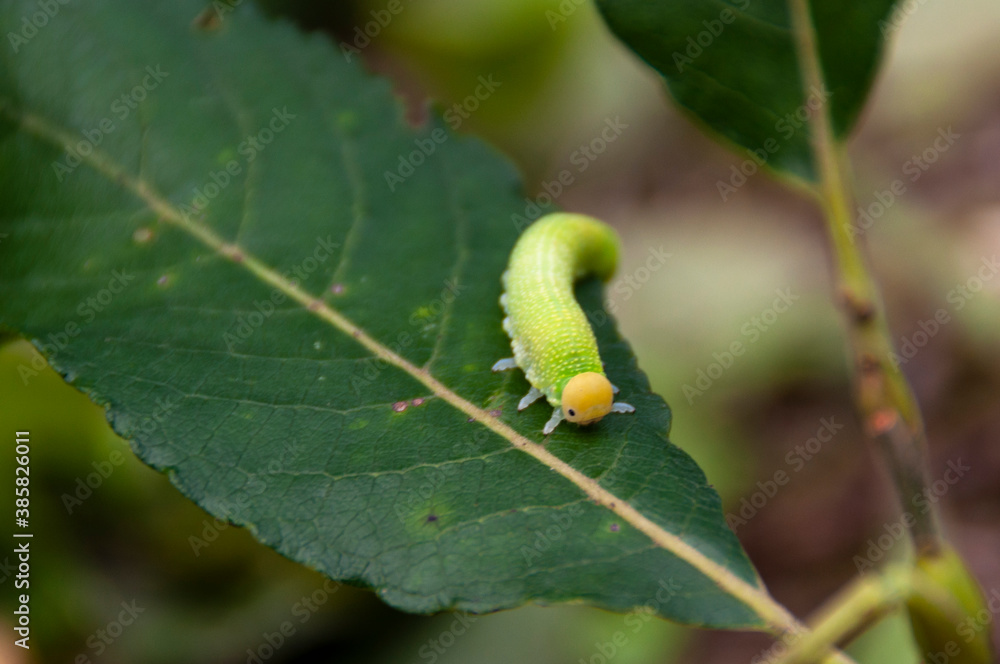 Fototapeta premium Green caterpillar on a natural background.