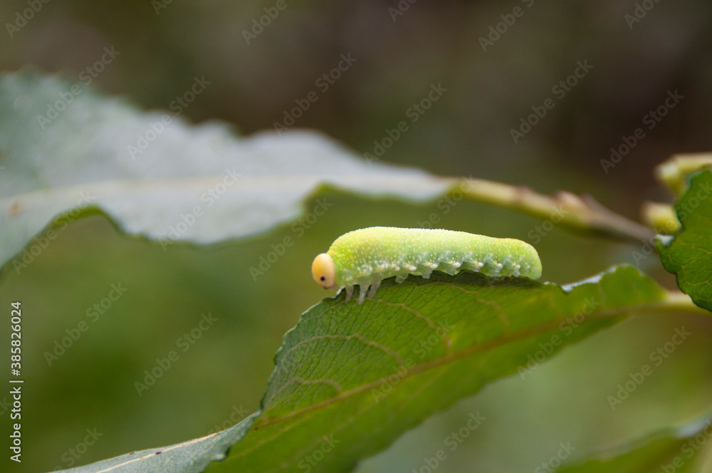 Green caterpillar on a natural background. Green caterpillar on a natural background.
