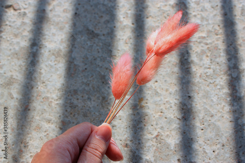 Woman is holding in a hand bouquet of a pink fluffy Lagurus ovatus grass. Cement floor background with a striped shadow.