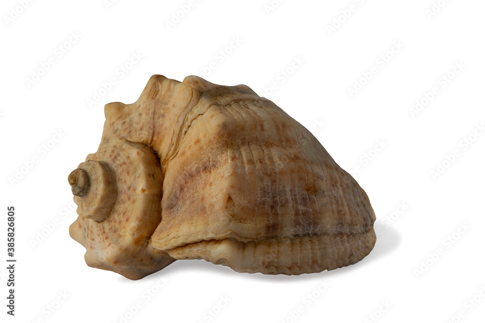 Seashell from the Black Sea isolated on white background