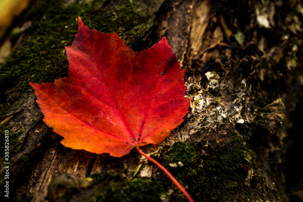 Canadian forest multicolour autumn leaves