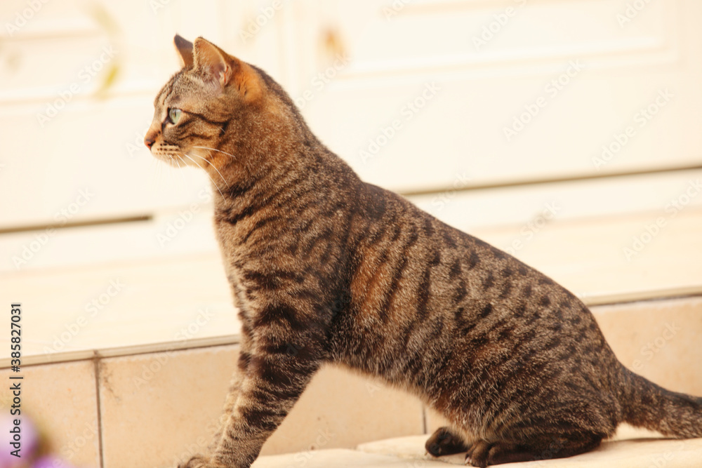 Naklejka premium お庭を散歩する猫